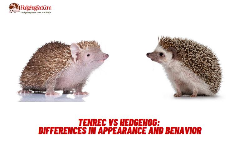 Tenrec vs Hedgehog: Differences in Appearance and Behavior