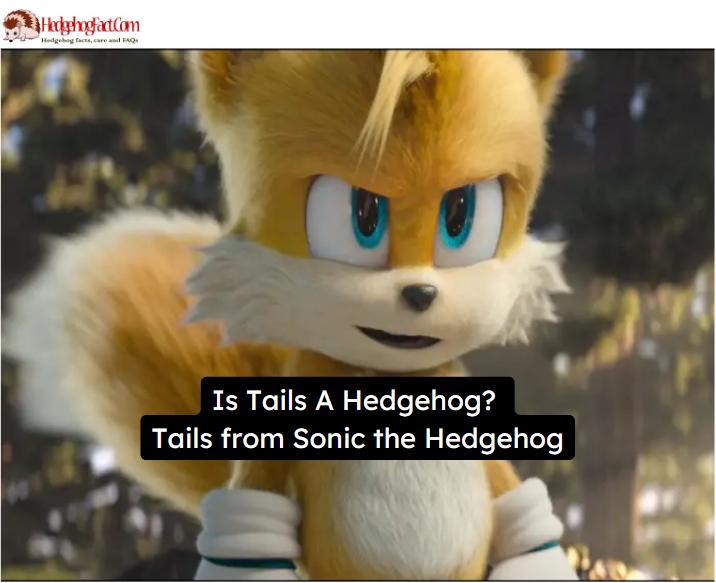 Is Tails A Hedgehog? Tails from Sonic the Hedgehog