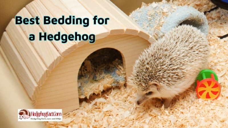 Creating Comfort: Unveiling the Best Bedding for a Hedgehog