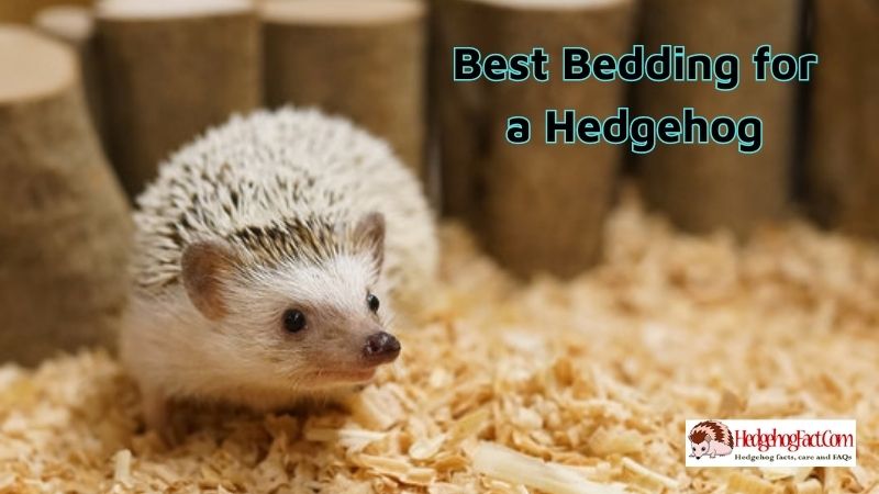 Best Bedding for a Hedgehog