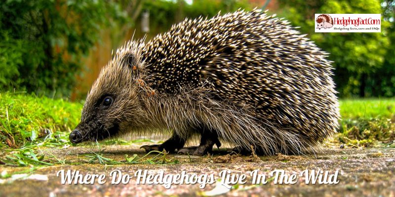 Where Do Hedgehogs Live In The Wild