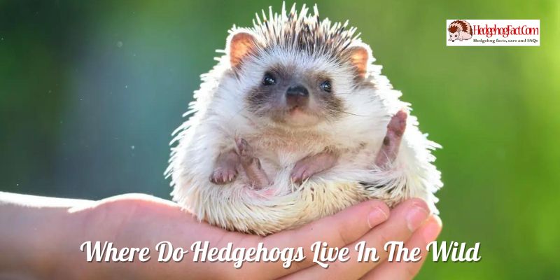 Where Do Hedgehogs Live In The Wild