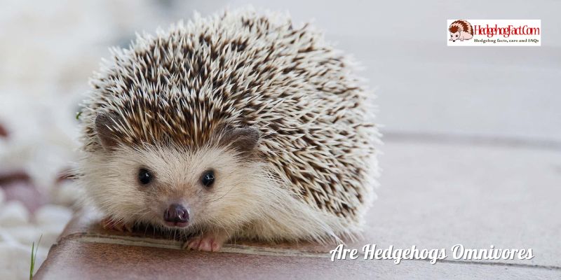 Are Hedgehogs Omnivores