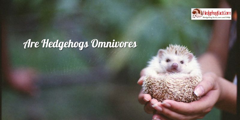 Are Hedgehogs Omnivores