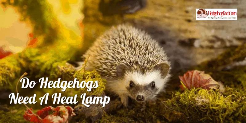 Do Hedgehogs Need A Heat Lamp