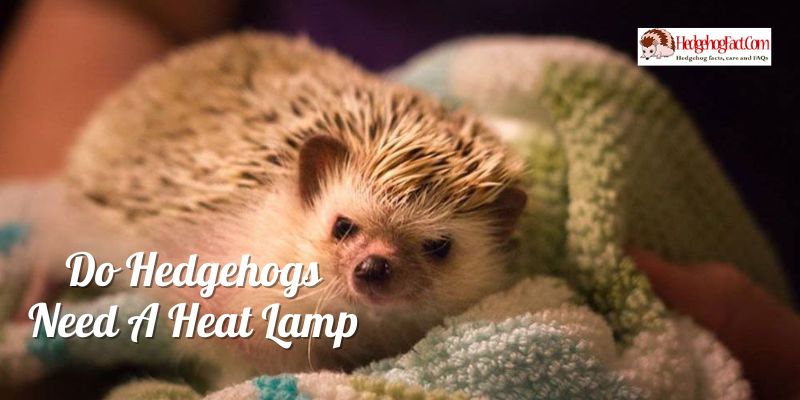 Do Hedgehogs Need A Heat Lamp
