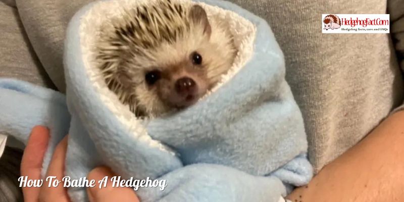 How To Bathe A Hedgehog