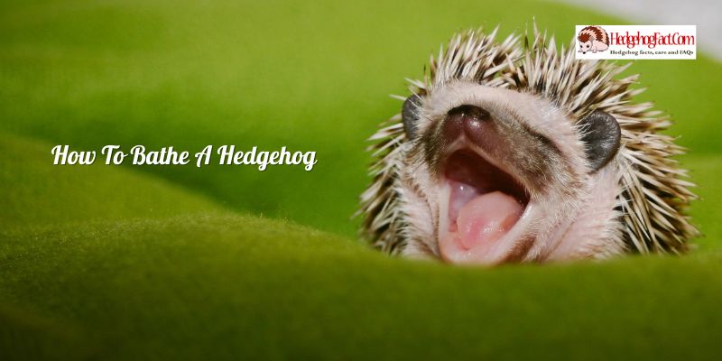 How To Bathe A Hedgehog