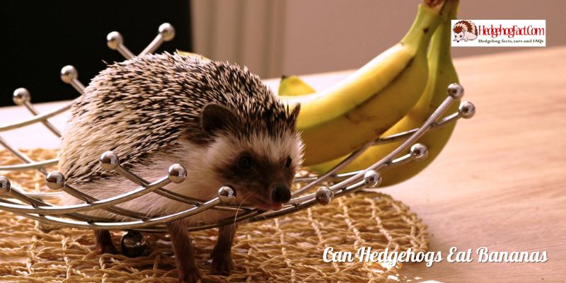 Can Hedgehogs Eat Bananas
