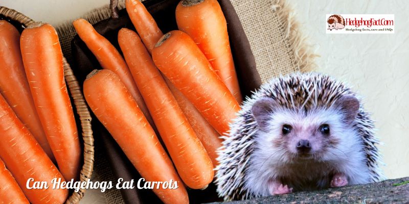 Can Hedgehogs Eat Carrots