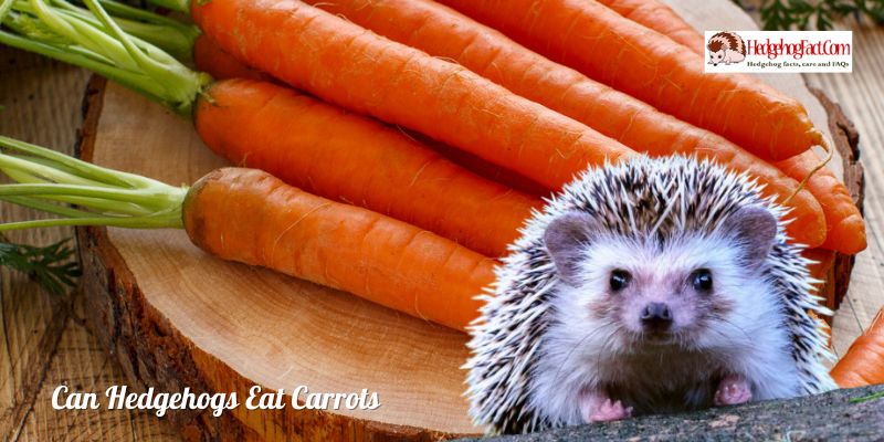 Can Hedgehogs Eat Carrots