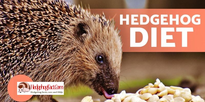 Hedgehog Nutrition
