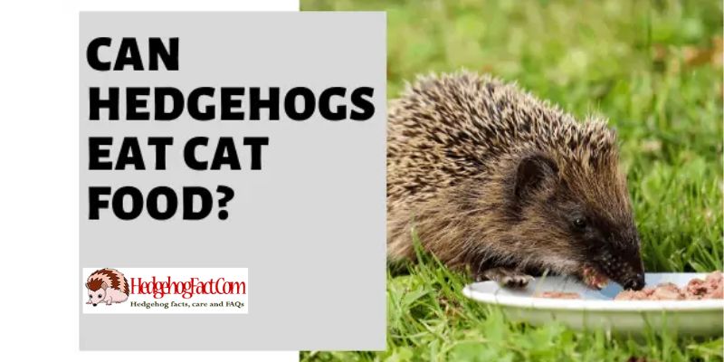 Can Hedgehogs Eat Cat Food?