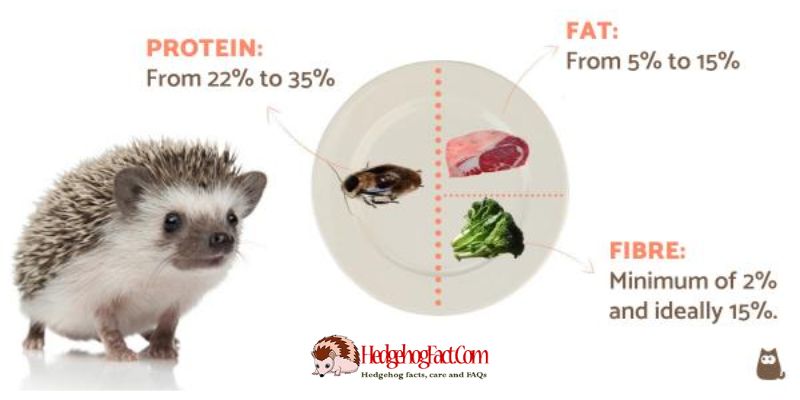 Building a Balanced Hedgehog Diet