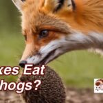 Do Foxes Eat Hedgehogs?