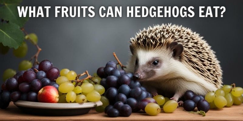 What Fruits Can Hedgehogs Eat?