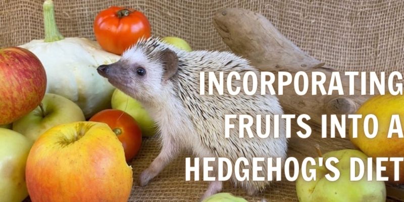Incorporating Fruits into a Hedgehog's Diet