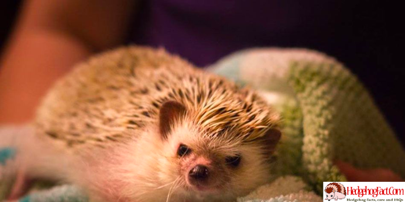 Cons of Hedgehogs as Pets for Kids