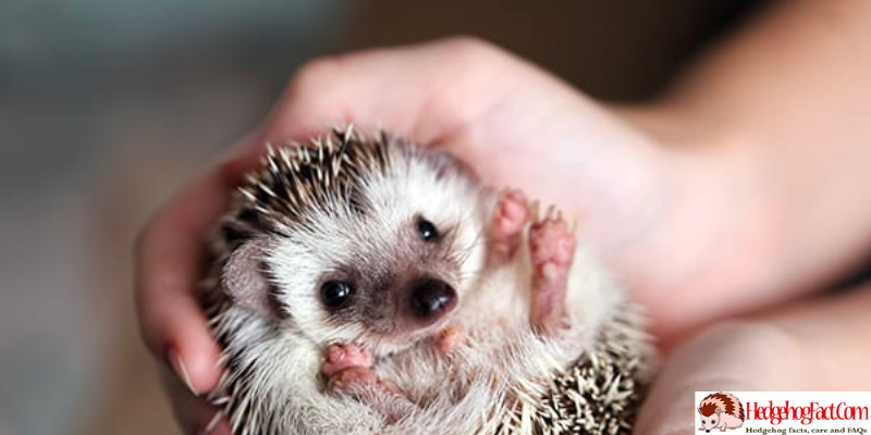 Exploring the Pros and Cons: Are Hedgehogs Good Pets for Kids?